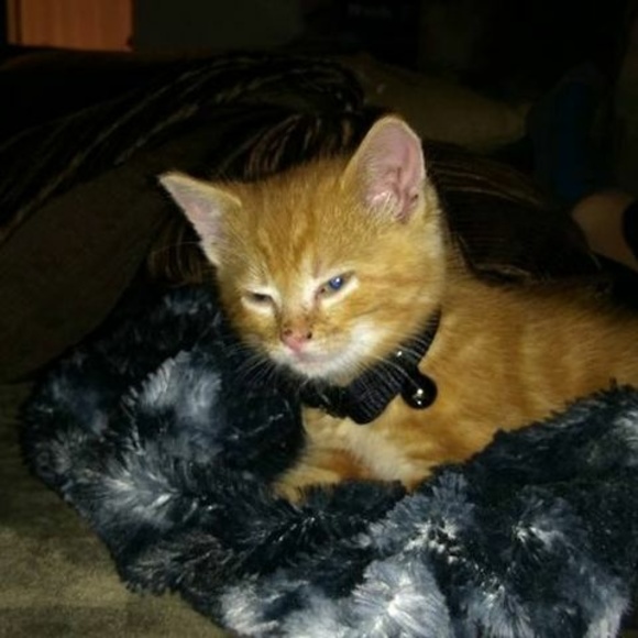 Meet your Posher, Toby - Picture 1 of 1